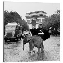 Aluminiumtavla Baby Elephant in front of the Arc de Triomphe, Paris 1966