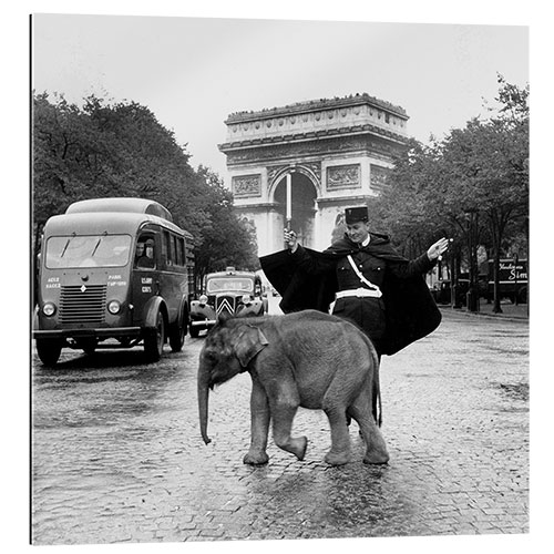 Gallery print Baby Elephant in front of the Arc de Triomphe, Paris 1966