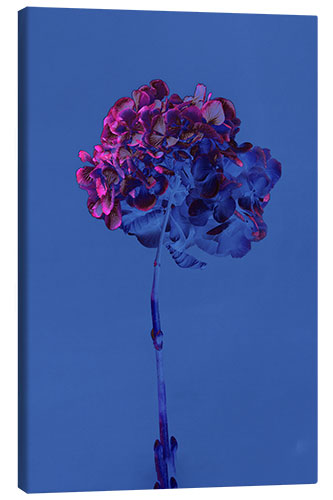 Canvas print Hydrangea 2, 2019