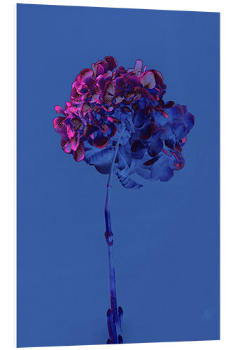 Foam board print Hydrangea 2, 2019