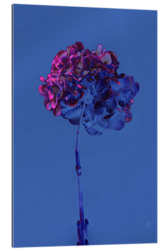 Gallery print Hydrangea 2, 2019