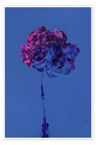 Poster Hydrangea 2, 2019