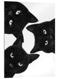 Quadro em plexi-alumínio Three Black Cats in a Circle