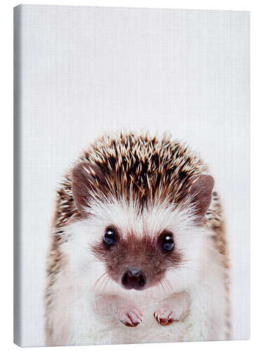 Canvas print Baby Hedgehog