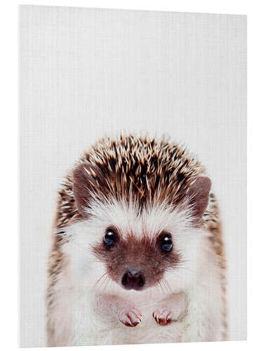 PVC print Baby Hedgehog