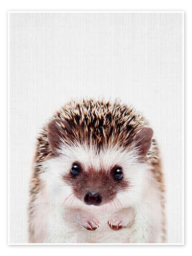 Poster Baby Hedgehog