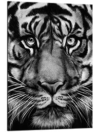 Aluminium print Grey Tiger