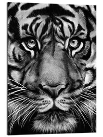 Gallery Print Grauer Tiger