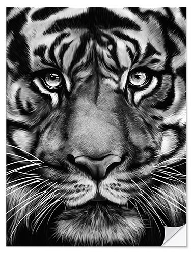 Selvklebende plakat Grey Tiger