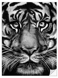 Selvklebende plakat Grey Tiger