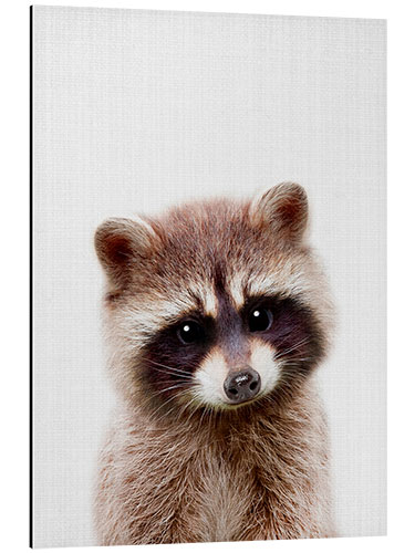 Aluminium print Baby Racoon