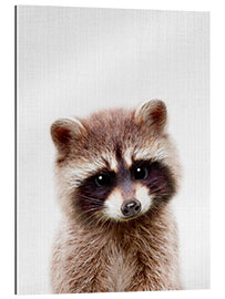 Gallery print Baby Racoon