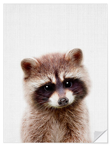 Naklejka na ścianę Baby Racoon