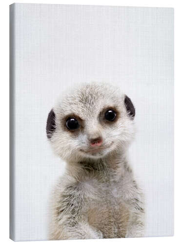 Obraz na płótnie Baby Meerkat