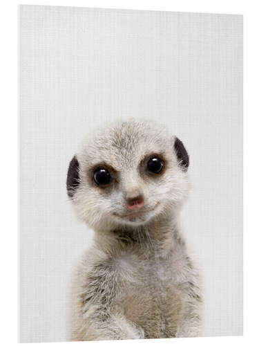 Foam board print Baby Meerkat