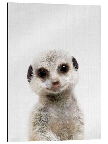 Gallery print Baby Meerkat