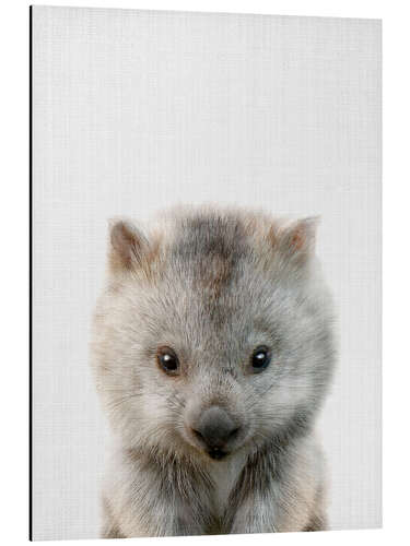 Aluminium print Baby Wombat