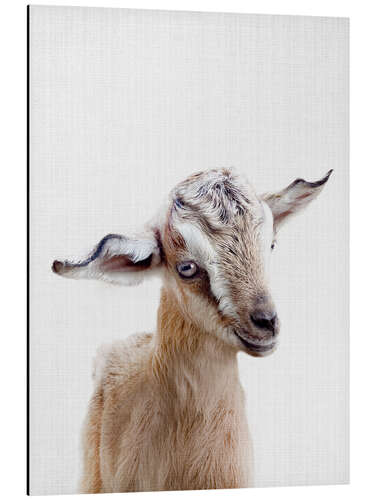 Aluminium print Baby Goat