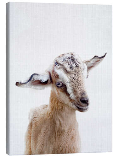 Canvas print Baby Goat