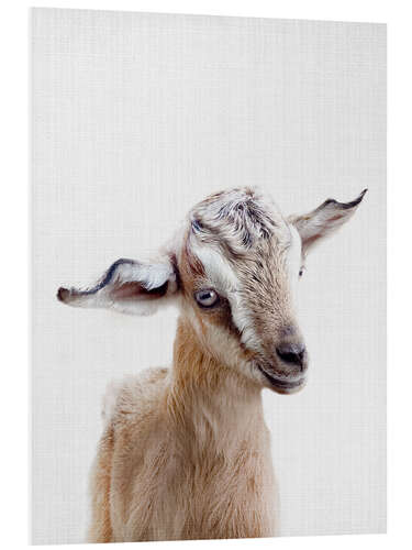 Foam board print Baby Goat