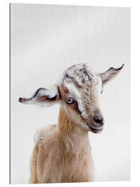 Gallery print Baby Goat