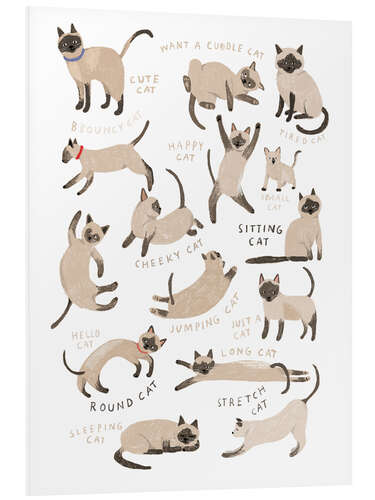 Foam board print All Sorts of Siamese Cats