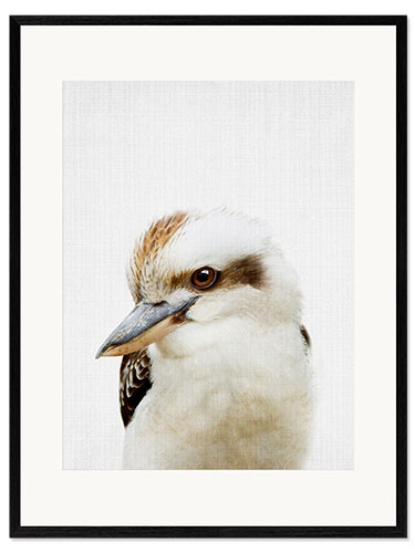 Gerahmter Kunstdruck Kookaburra