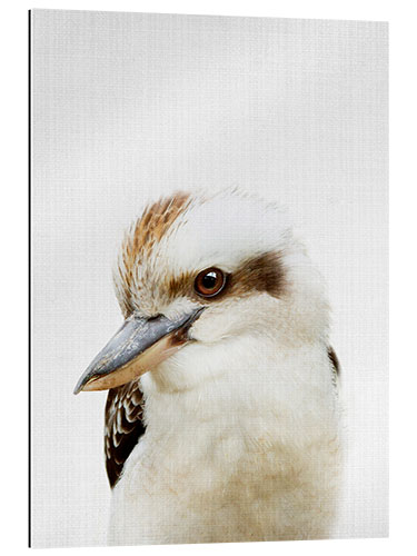 Tableau en plexi-alu Kookaburra