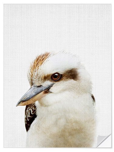 Selvklebende plakat Kookaburra