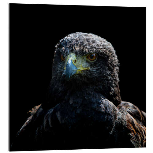 Aluminium print Majestic Falcon