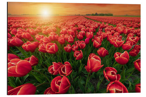 Tableau en aluminium Sunset Over Red Tulips Field