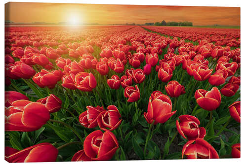 Obraz na płótnie Sunset Over Red Tulips Field