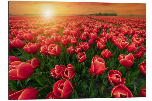 Gallery print Sunset Over Red Tulips Field