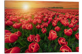 Gallery print Sunset Over Red Tulips Field