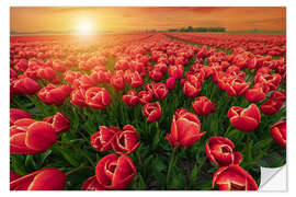 Sticker mural Sunset Over Red Tulips Field