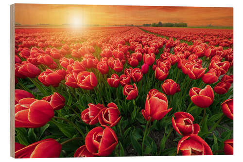 Stampa su legno Sunset Over Red Tulips Field