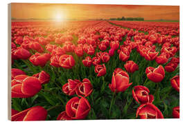 Wood print Sunset Over Red Tulips Field