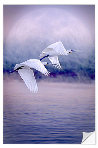 Självhäftande poster Birds That Fly in Front of the Full Moon