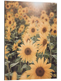 Aluminium print Sunflower Field