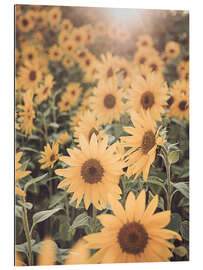 Gallery print Sunflower Field