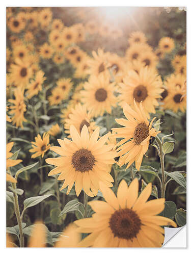 Selvklæbende plakat Sunflower Field