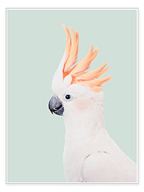 Poster  Cockatoo - Sisi And Seb