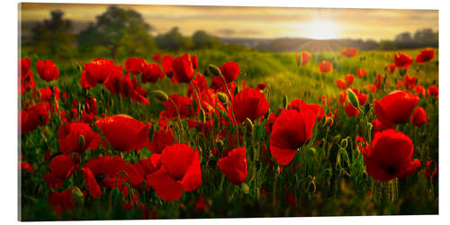 Quadro em acrílico Poppy Field at Sunset