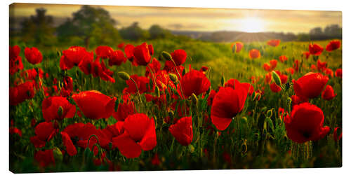 Quadro em tela Poppy Field at Sunset