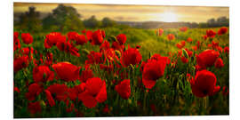 Foam board print Poppy Field at Sunset