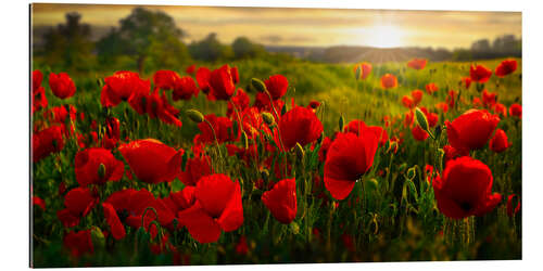 Gallery print Poppy Field at Sunset