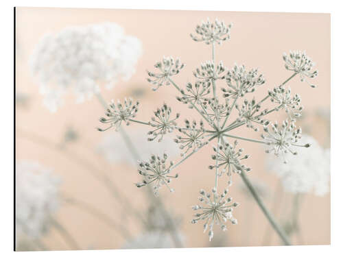 Aluminiumtavla Cow Parsley