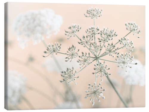 Lienzo Cow Parsley