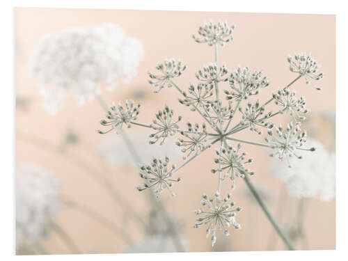 Foam board print Cow Parsley