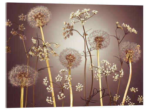 Acrylglasbild Wiesenblumen